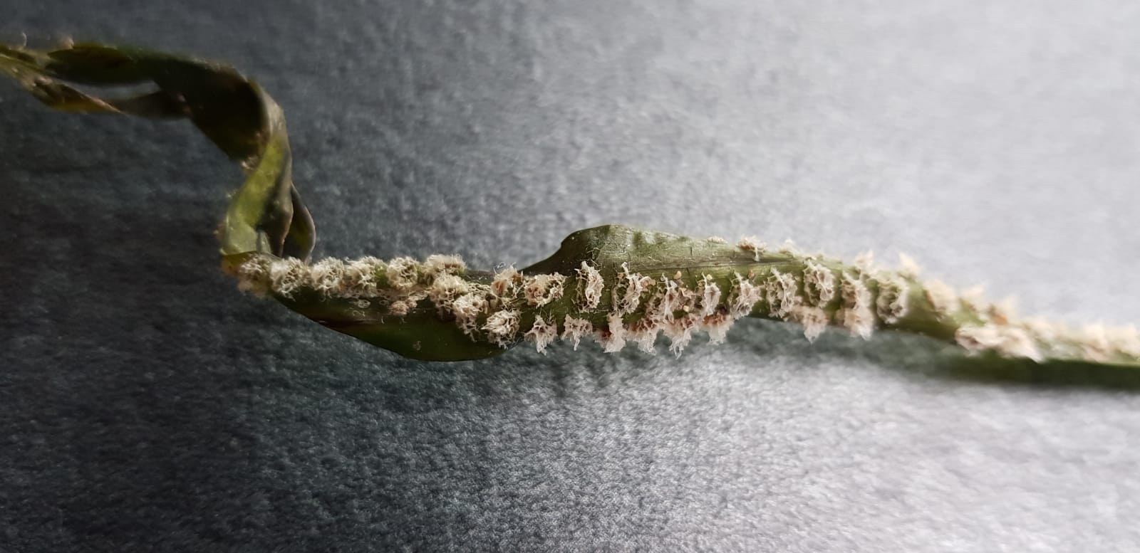 Epifita su Posidonia